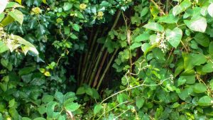 Zen Knotweed, Japanese Knotweed Removal, Cardiff, South Wales