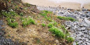 New growth on beach - Spring