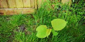 New growth in lawn - Spring