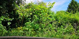 Zen Knotweed, Japanese Knotweed Removal, Cardiff, South Wales