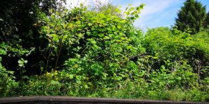 Zen Knotweed, Japanese Knotweed Removal, Cardiff, South Wales