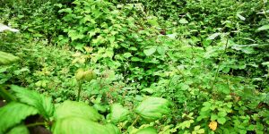 Zen Knotweed, Japanese Knotweed Removal, Cardiff, South Wales