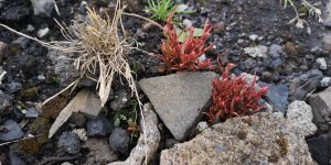 Zen Knotweed, Japanese Knotweed Removal, Cardiff, South Wales