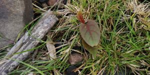 Zen Knotweed, Japanese Knotweed Removal, Cardiff, South Wales