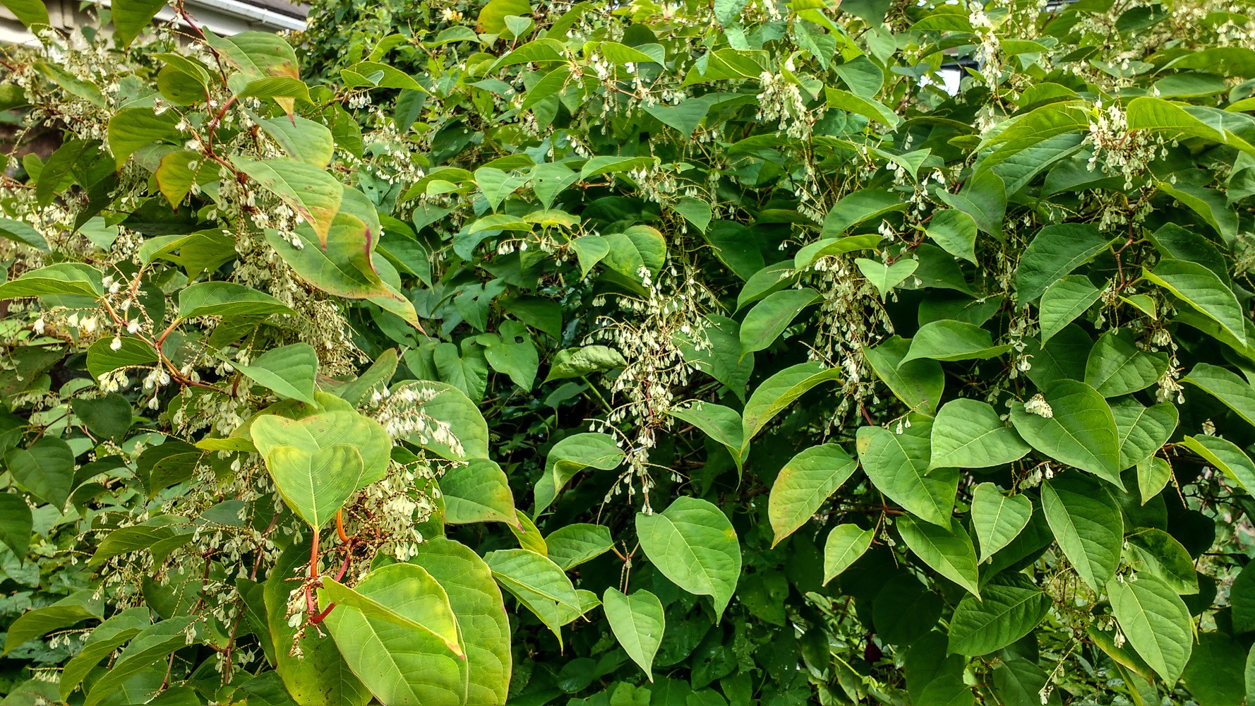 Zen Knotweed, Japanese Knotweed Removal, Cardiff, South Wales