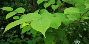 Zen Knotweed, Japanese Knotweed Removal, Cardiff, South Wales