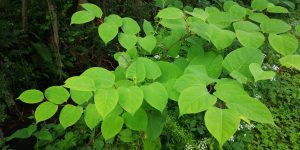 Zen Knotweed, Japanese Knotweed Removal, Cardiff, South Wales