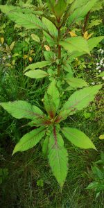 Zen Knotweed, Japanese Knotweed Removal, Cardiff, South Wales