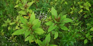 Zen Knotweed, Japanese Knotweed Removal, Cardiff, South Wales