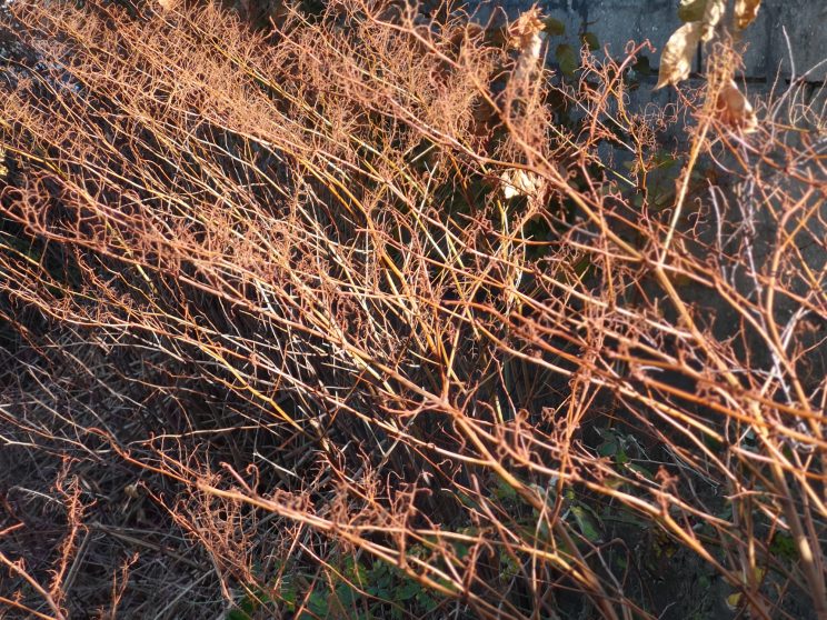 Zen Knotweed, Japanese Knotweed Removal, Cardiff, South Wales