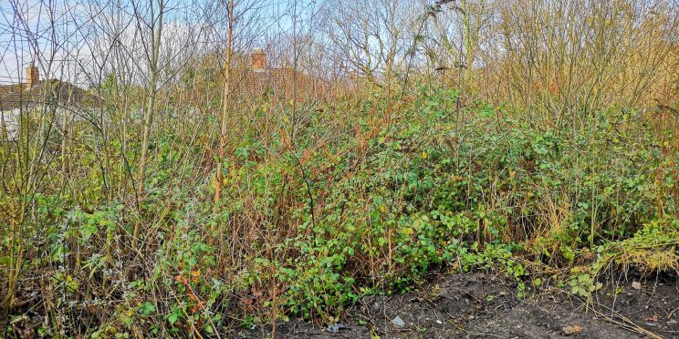 Zen Knotweed, Japanese Knotweed Removal, Cardiff, South Wales