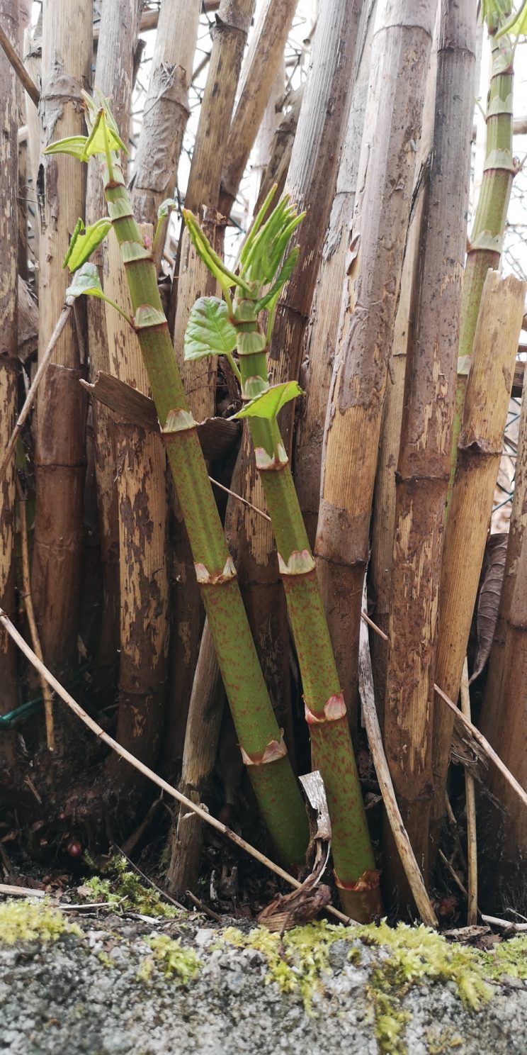 Dead canes & new growth - Spring