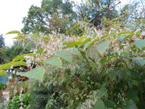 Zen Knotweed, Japanese Knotweed Removal, Cardiff, South Wales