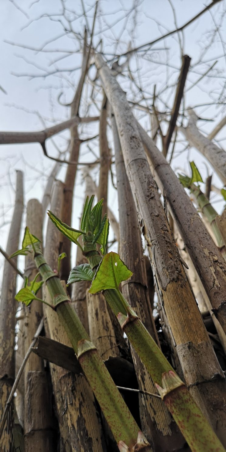 Zen Knotweed, Japanese Knotweed Removal, Cardiff, South Wales