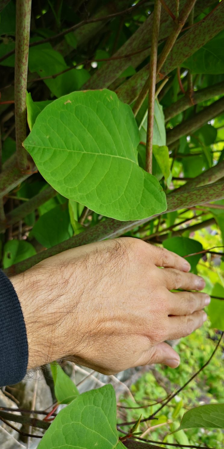 Zen Knotweed, Japanese Knotweed Removal, Cardiff, South Wales