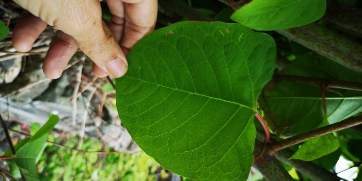 Zen Knotweed, Japanese Knotweed Removal, Cardiff, South Wales