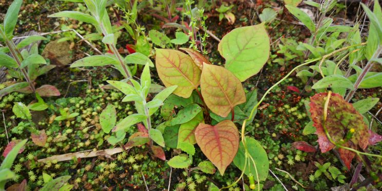 Zen Knotweed, Japanese Knotweed Removal, Cardiff, South Wales