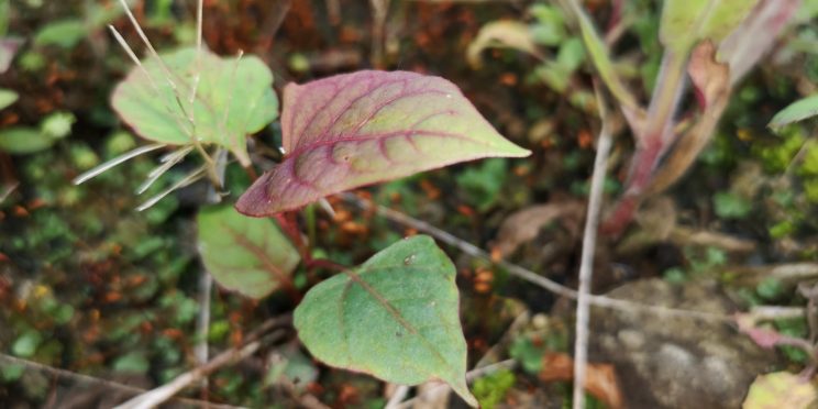 Zen Knotweed, Japanese Knotweed Removal, Cardiff, South Wales