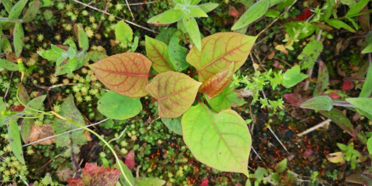 Zen Knotweed, Japanese Knotweed Removal, Cardiff, South Wales