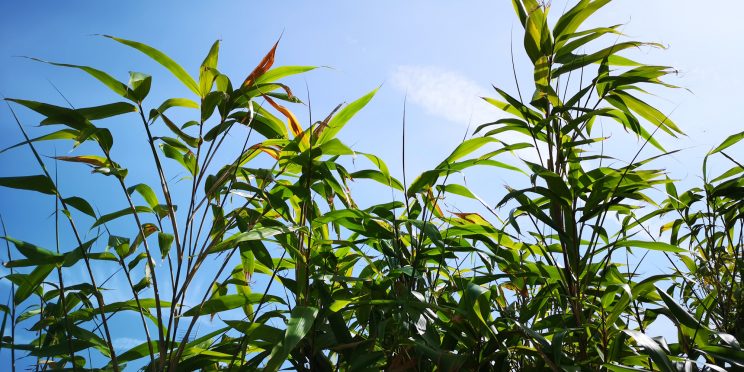 Zen Knotweed, Japanese Knotweed Removal, Cardiff, South Wales