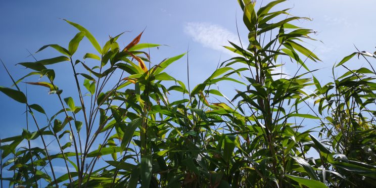 Zen Knotweed, Japanese Knotweed Removal, Cardiff, South Wales