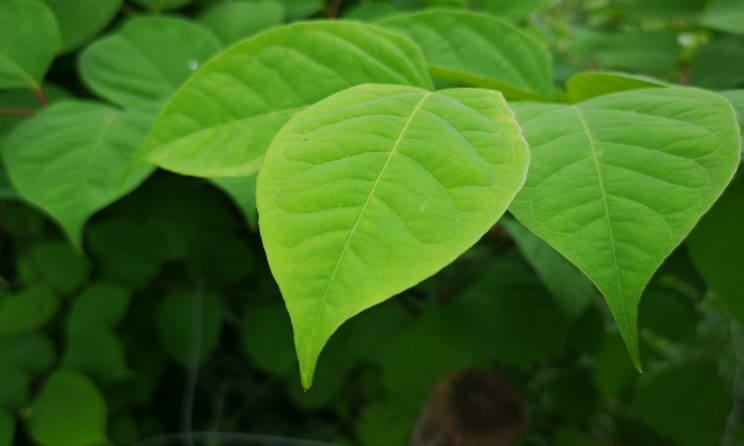 Knotweed leaves