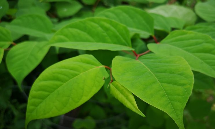 Knotweed leaves