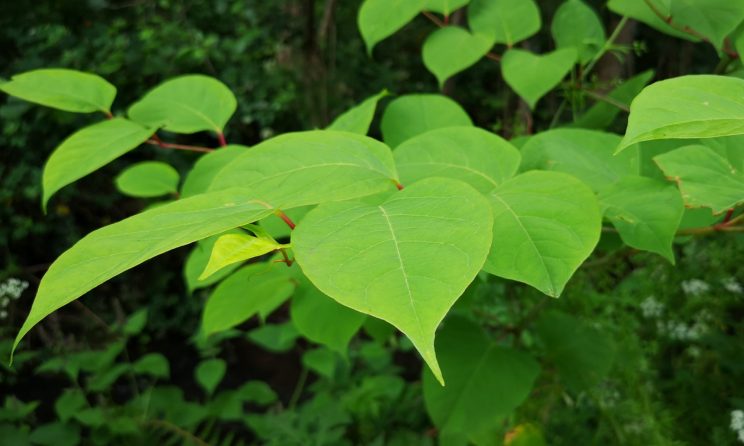 Knotweed leaves