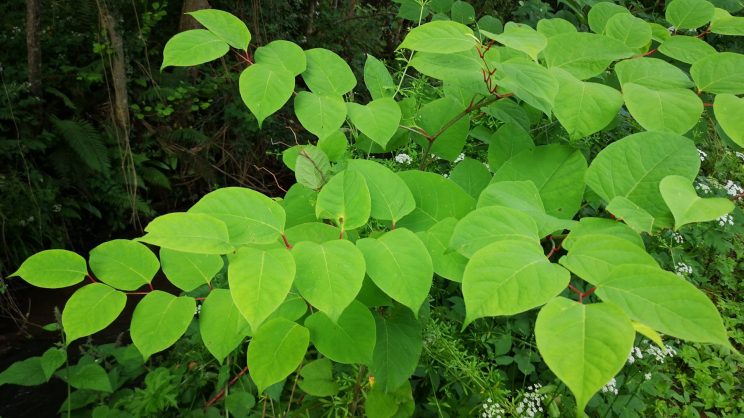 Knotweed leaves