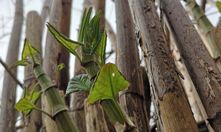 Knotweed canes