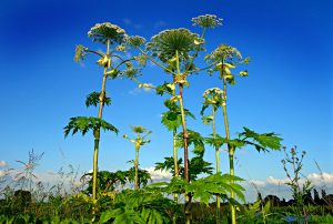 Giant Hogweed - Summer