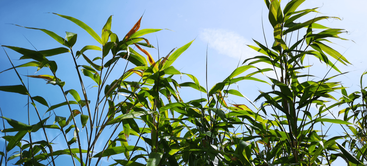 towering bamboo