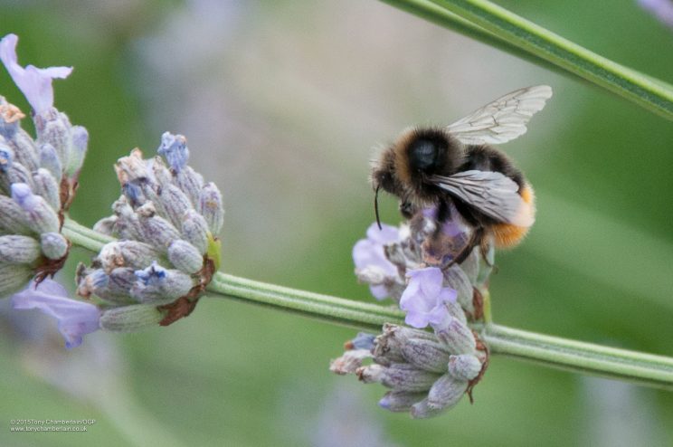 Wild Honey Bee