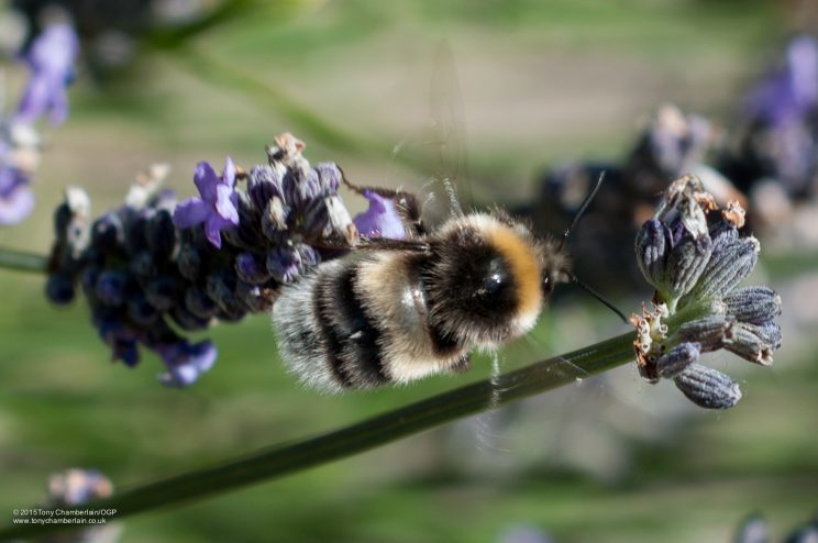 Wild Honey Bee