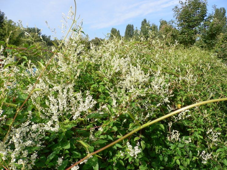 Zen Knotweed, Japanese Knotweed Removal, Cardiff, South Wales