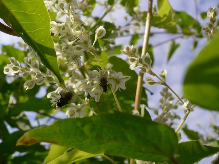 Fallopia baldschuanica