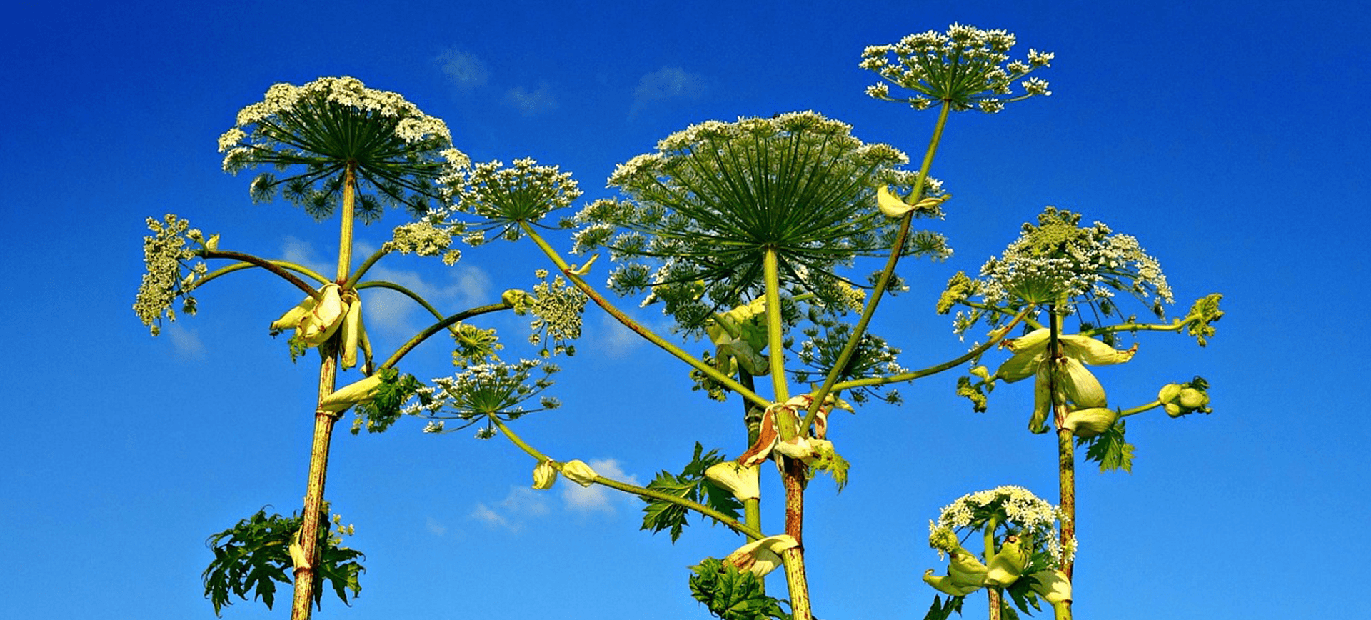 giant hogweed