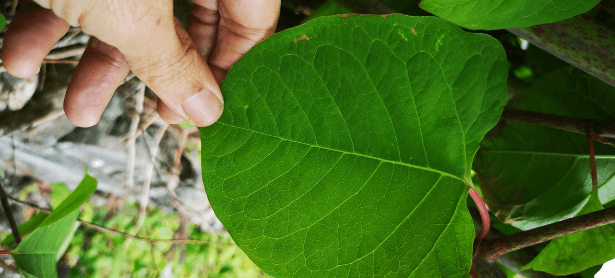 japanese knotweed