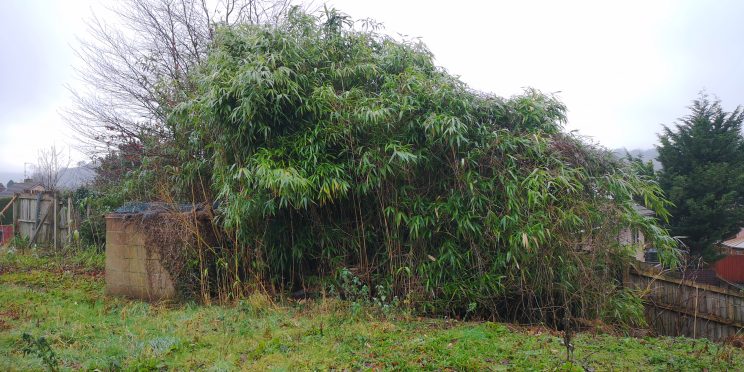 Zen Knotweed, Japanese Knotweed Removal, Cardiff, South Wales