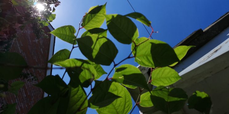 Zen Knotweed, Japanese Knotweed Removal, Cardiff, South Wales