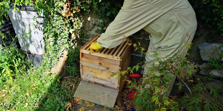 Zen Knotweed, Japanese Knotweed Removal, Cardiff, South Wales