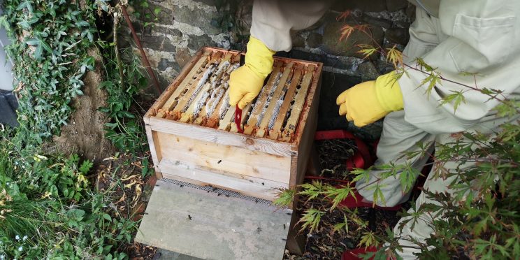 Zen Knotweed, Japanese Knotweed Removal, Cardiff, South Wales