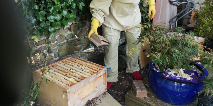 Zen Knotweed, Japanese Knotweed Removal, Cardiff, South Wales