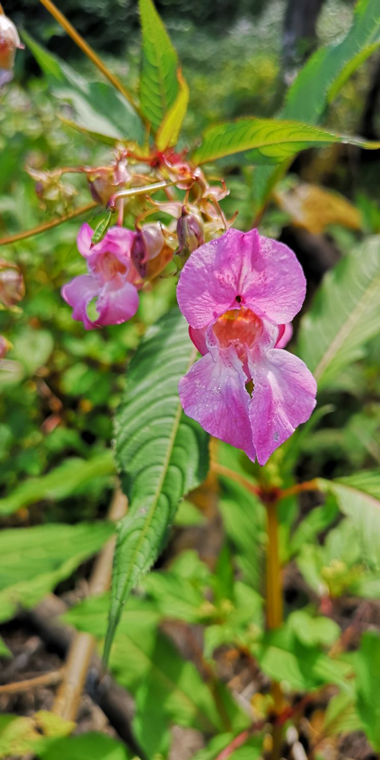 Distinctive purple flowers