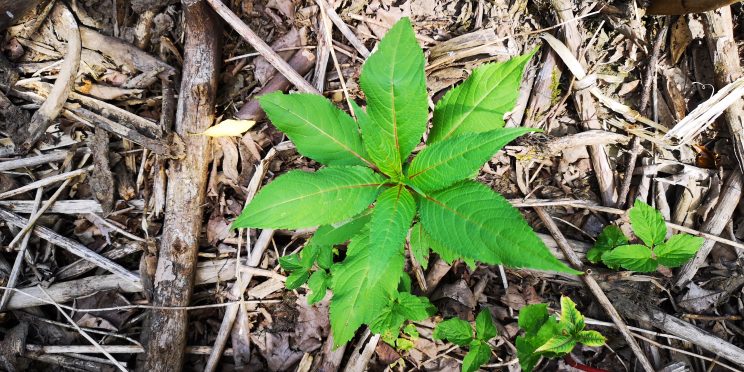 Distinctive triple-leaf pattern