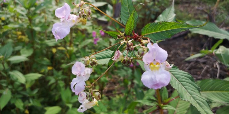 Flowers can range from white to purple