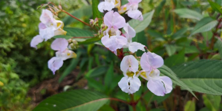 Creamy white/pink flowers