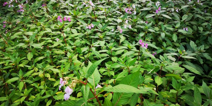 A sea of balsam in full growth