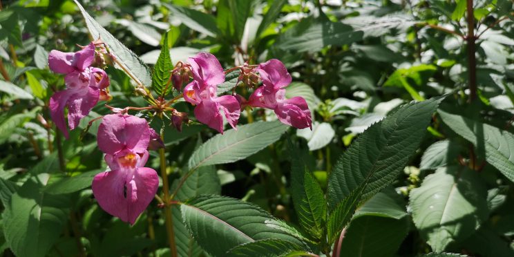 Deep pink flowers