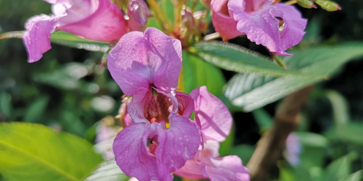 Distinctive purple flowers